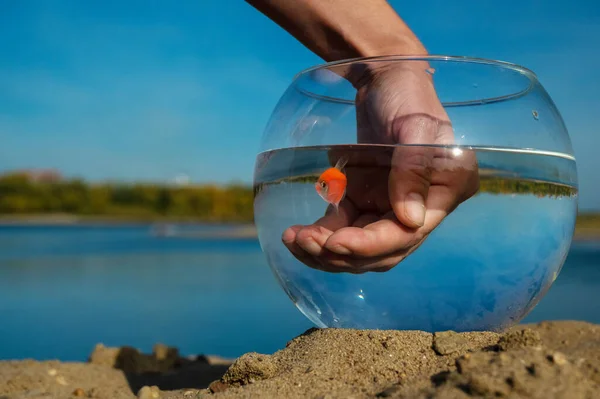Eine Frau Fängt Einen Goldfisch Aus Einem Runden Aquarium Sand — Stockfoto