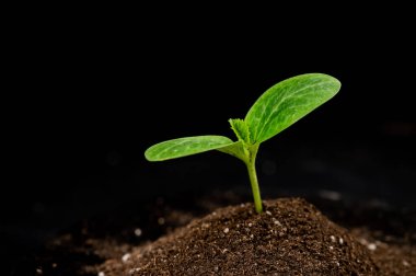 Siyah arkaplanda kabak filizi yakın plan.