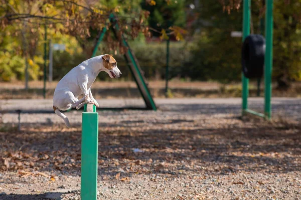 Jack Russell Terrier Kutya Átugrik Egy Fából Készült Akadályt Egy — Stock Fotó