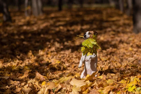 Jack Russell Terrier Cane Possesso Una Foglia Acero Giallo Una — Foto Stock
