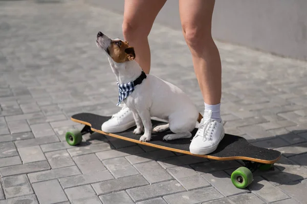 Kaukasierin Reitet Mit Hund Jack Russell Terrier Auf Einem Longboard — Stockfoto