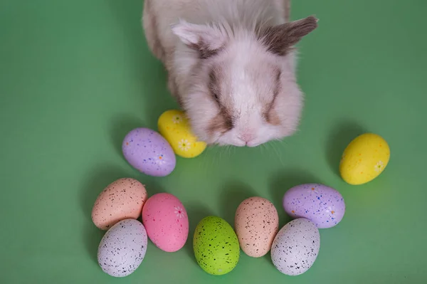 复活节兔子在一个绿色的背景上彩色彩绘鸡蛋 顶部视图 — 图库照片