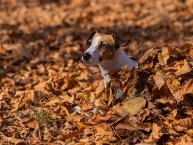 Jack Russell Terrier 'ın sarı yapraklı köpeği.