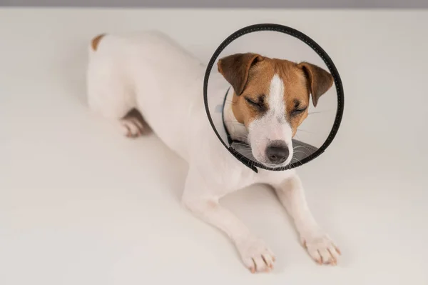 Jack Russell Terrier Dog Plastic Cone Surgery — Fotografia de Stock