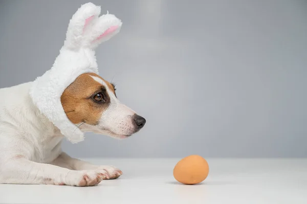 兔子耳朵里的杰克 特里耶的狗躺在一只蛋旁边 复制空间 — 图库照片
