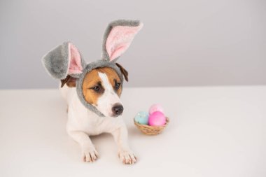 Beyaz arka planda boyalı yumurta sepeti olan tavşan kostümlü komik köpek Jack Russell Terrier. Katolik Paskalya sembolü.