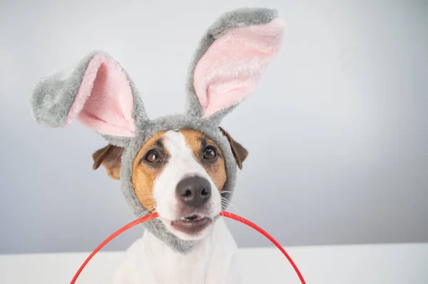 Close Cute Jack Russell Terrier Dog Bunny Headband Holding Basket — Stock Photo, Image