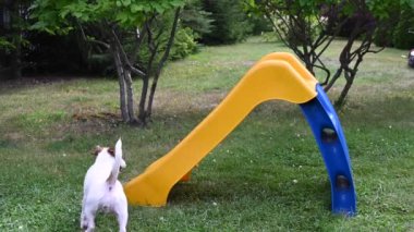 Jack Russell Terrier köpeği neşeyle bir plastik kaydırağa tırmanır.