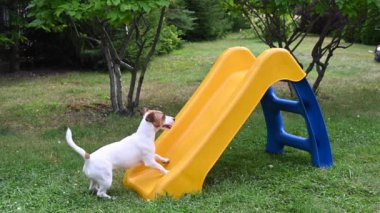 Jack Russell Terrier köpeği neşeyle bir plastik kaydırağa tırmanır.