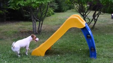 Jack Russell Terrier köpeği neşeyle bir plastik kaydırağa tırmanır.
