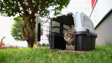 Gri tekir kedi yeşil çimlerin üzerinde bir taşıyıcıda yatıyor.