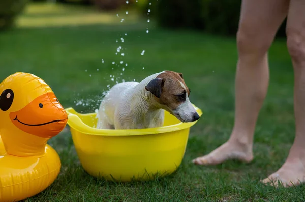 Proprietário Lava Cão Jack Russell Terrier Uma Bacia Amarela Gramado — Fotografia de Stock