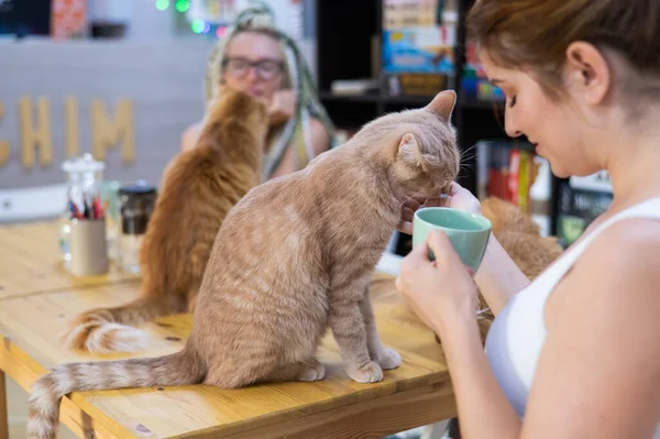 stock image Two caucasian women drink coffee in a cat cafe