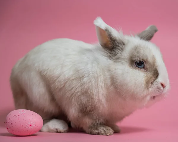 复活节兔子 粉红的背景和彩绘的蛋 — 图库照片