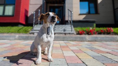 Köpek Jack Russell Terrier kapının önünde oturuyor ve elinde evin anahtarları var.