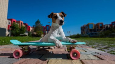 Jack Russell Terrier köpeği sıcak bir yaz gününde açık havada kaykaya biner.