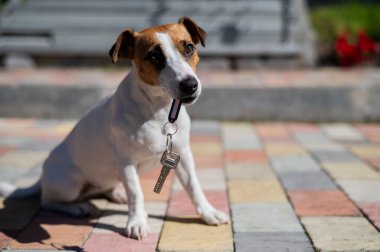 Köpek Jack Russell Terrier kapının önünde oturuyor ve elinde evin anahtarları var.