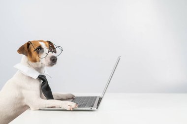 Gözlüklü ve kravatlı teriyer köpeği Jack Russell laptopta beyaz arka planda çalışır.