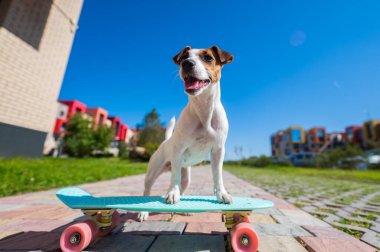 Jack Russell Terrier köpeği sıcak bir yaz gününde açık havada kaykaya biner.