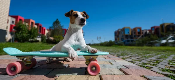 Jack Russell Anjing Terrier Naik Skateboard Luar Ruangan Pada Hari — Stok Foto