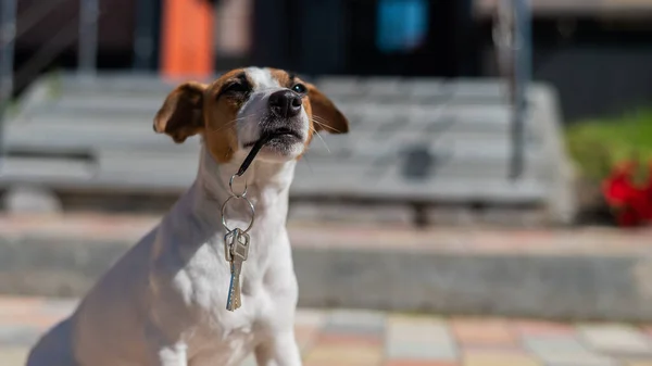Собака Джек Рассел Терьер Сидит Двери Держа Ключи Дома — стоковое фото