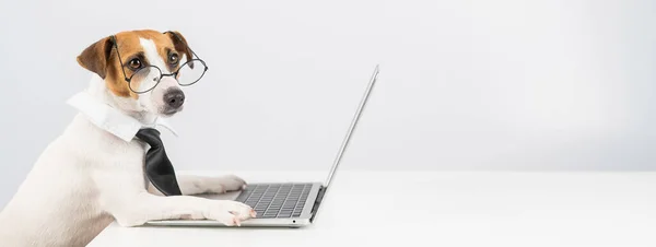 Jack Russell Terrier Hond Bril Stropdas Werkt Laptop Witte Achtergrond — Stockfoto