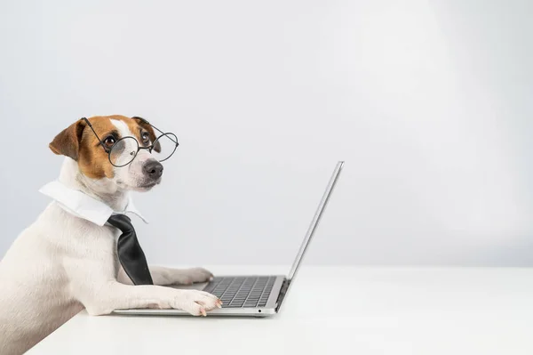 Джек Руссель Тер Єрний Собака Окулярах Краватці Працює Ноутбуку Білому — стокове фото