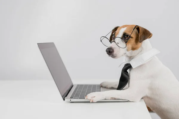 Jack Russell Terrier Chien Dans Des Lunettes Cravate Fonctionne Sur — Photo