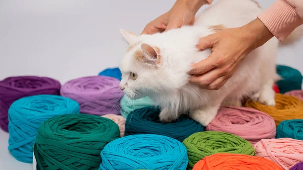 多色の綿の皮の間で白いふわふわの猫のクローズアップ — ストック写真