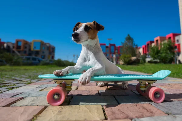 ジャック ラッセル テリア ドッグは暑い夏の日にスケートボードを屋外で乗ります — ストック写真