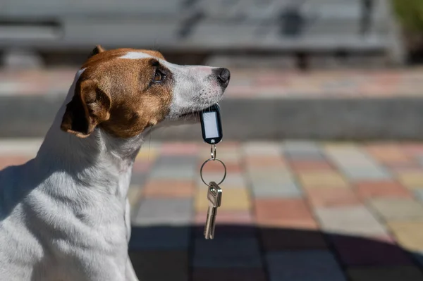 Dog Jack Russell Terrier Está Sentado Porta Segurando Chaves Casa — Fotografia de Stock
