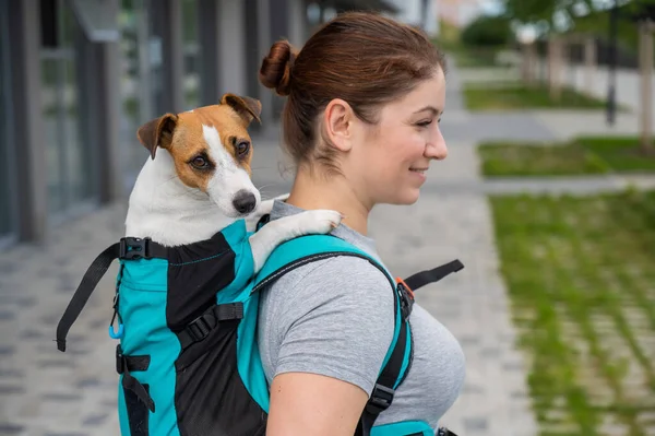 Caucasian Woman Walking Outdoors Dog Jack Russell Terrier Special Backpack — Stock Photo, Image