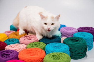 Pamuklu bir kedinin çok renkli pamuk kediler arasındaki yakın çekimi