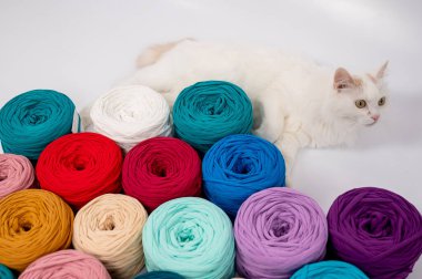 Pamuklu bir kedinin çok renkli pamuk kediler arasındaki yakın çekimi