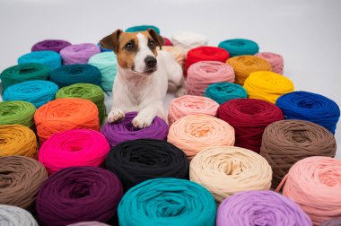 Jack Russell Terrier 'ın çok renkli pamuklu köpeğinin yakın çekimi.