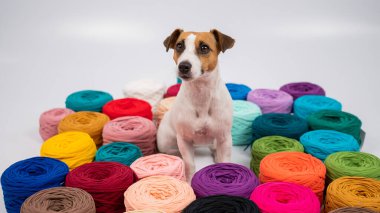 Jack Russell Terrier 'ın çok renkli pamuklu köpeğinin yakın çekimi.