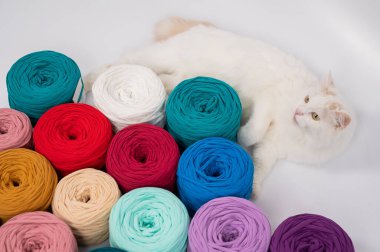 Pamuklu bir kedinin çok renkli pamuk kediler arasındaki yakın çekimi