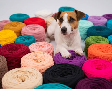 Jack Russell Terrier 'ın çok renkli pamuklu köpeğinin yakın çekimi.