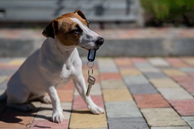 Köpek Jack Russell Terrier kapının önünde oturuyor ve elinde evin anahtarları var.