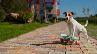 Jack Russell teriyer köpeği bir kuruş tahtasına biner.