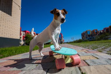 Jack Russell Terrier köpeği sıcak bir yaz gününde açık havada kaykaya biner.
