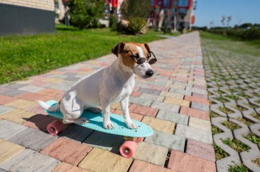 Jack Russell güneş gözlüklü teriyer köpeği güneşli bir yaz gününde açık havada kaykay sürüyor.