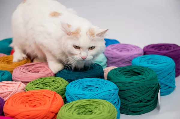 多色の綿の皮の間で白いふわふわの猫のクローズアップ — ストック写真