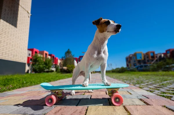 在炎热的夏天 鲁塞尔的小狗在户外滑板上玩耍 — 图库照片
