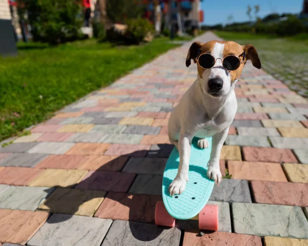 Jack Russell Terrier Pies Okularach Słonecznych Jeździ Deskorolce Świeżym Powietrzu — Zdjęcie stockowe