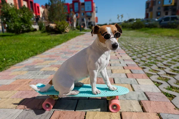 サングラスのジャック ラッセル テリア ドッグは 晴れた夏の日にスケートボードを屋外に乗る — ストック写真