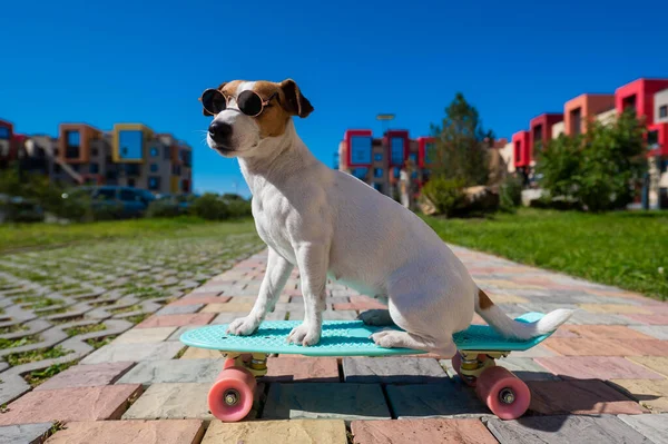 サングラスのジャック ラッセル テリア ドッグは 晴れた夏の日にスケートボードを屋外に乗る — ストック写真