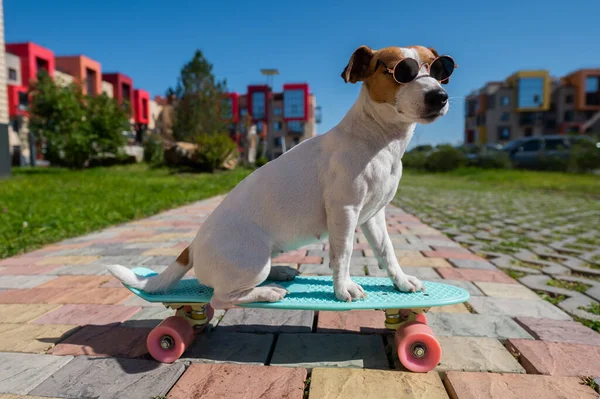 Jack Russell Terrier Kutya Napszemüvegben Gördeszkázik Szabadban Egy Napos Nyári — Stock Fotó
