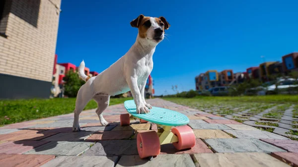 Jack Russell Terrier Cane Cavalca Uno Skateboard All Aperto Una — Foto Stock