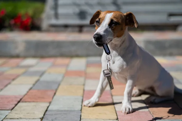 Dog Jack Russell Terrier Está Sentado Porta Segurando Chaves Casa — Fotografia de Stock